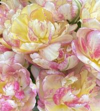 ������� ���� ���� 5 �������