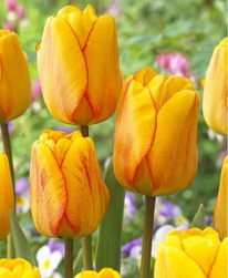 ������� ������� ��������� 5 �������