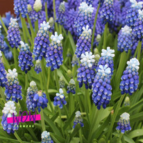 ������� ��� �� ���� 10 �������