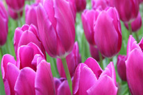 ������� ����� ���� 5 �������