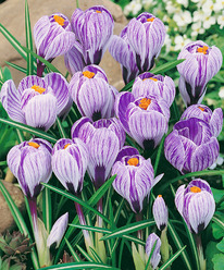 ������ ������ 10 �������