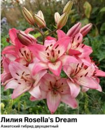 ����� Rosellas Dream (��������� ������, �����������)  5145